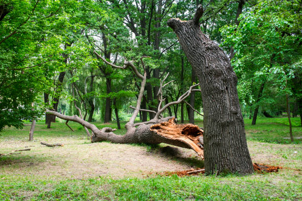 Best Utility Line Clearance  in Cheval, FL